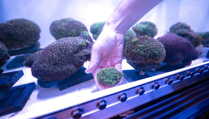 Coral nursery