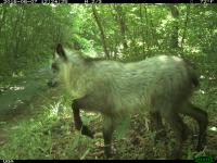 Japanese Serow