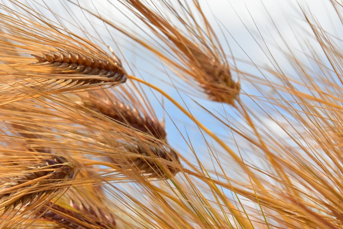 Barley