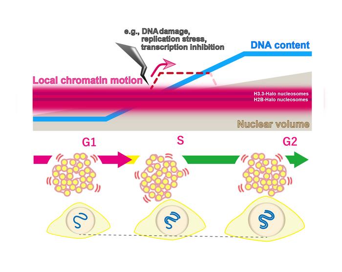 DNA motion model