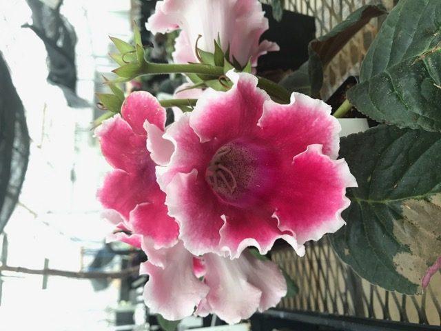 Florist's Gloxinia