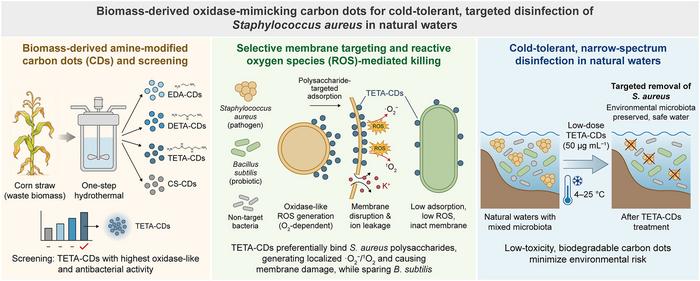 Biomass-derived carbon dots enable cold-tolerant, selective disinfection of Staphylococcus aureus in water.
