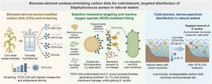 Biomass-derived carbon dots enable cold-tolerant, selective disinfection of Staphylococcus aureus in water.