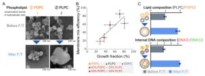 Freeze/thaw cycle (F/T)–induced vesicle growth and compositional changes