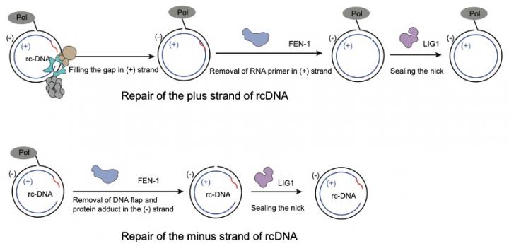 Steps in infection