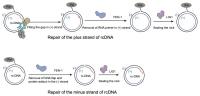 Steps in infection