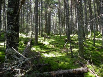 Hubbard Brook
