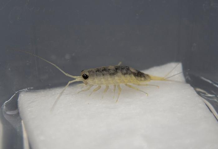 isopod