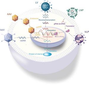 Overview of delivery vehicles
