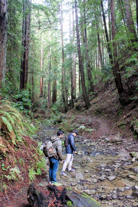 Hikers in the Santa Cruz Mountains