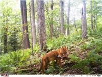 cayote with prey