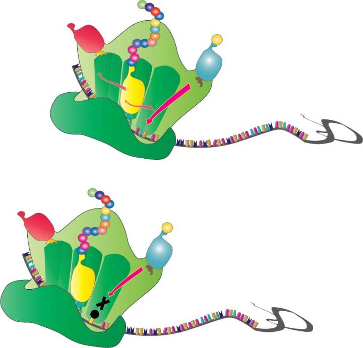 mRNA free and Jammed