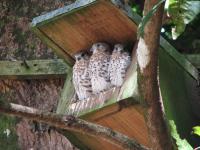 Mauritius Kestrels