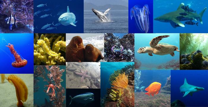 Ocean collage