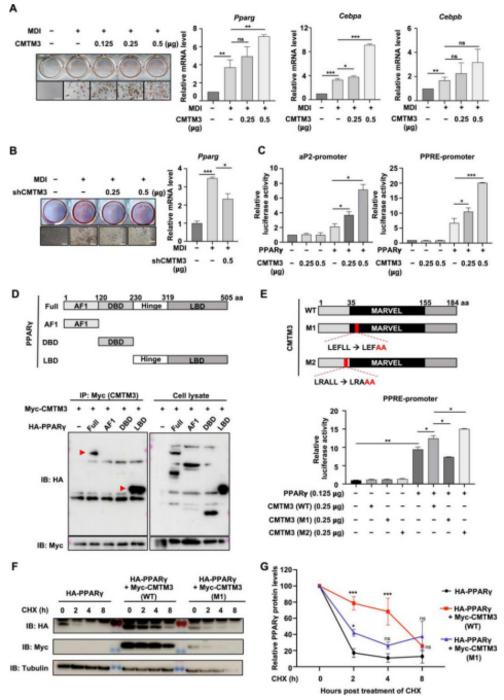 CMTM3 is a positive regulator during adipocyte differentiation.