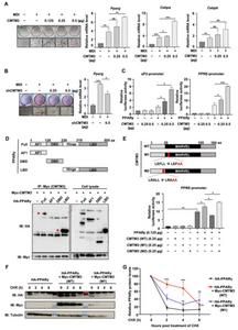 CMTM3 is a positive regulator during adipocyte differentiation.
