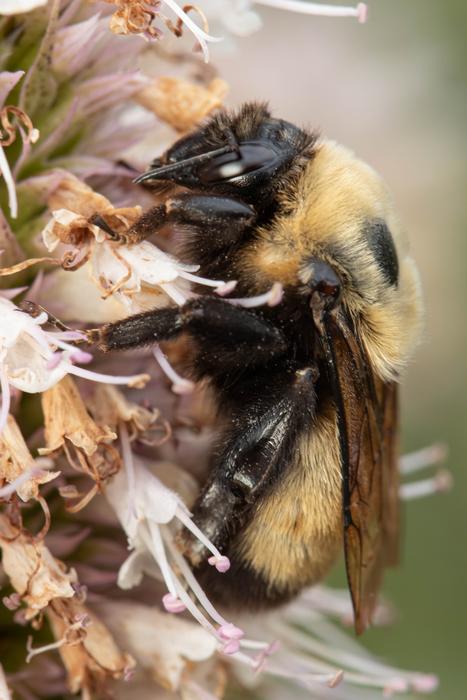 Bombus nevadensis bumblebee