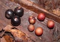 Fruits and Seeds