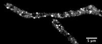 Droplets in <em>Ashbya</em> Cells