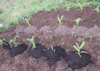 Experimental Corn Plot