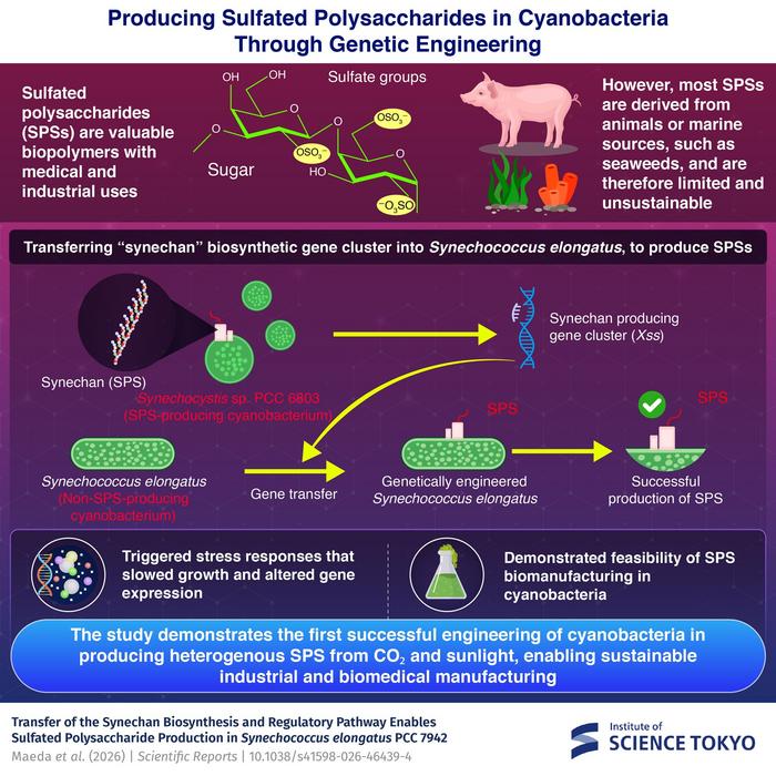 Producing Sulfated Polysaccharides (SPS) in Microbes Through Genetic Engineering