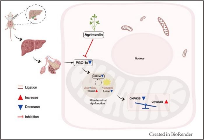 : Schematic diagram illustrating the mechanism of action of agrimoniin