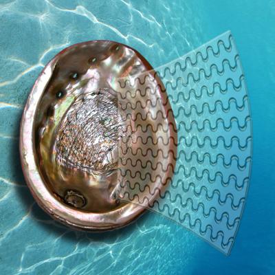 Bioinspired Glass