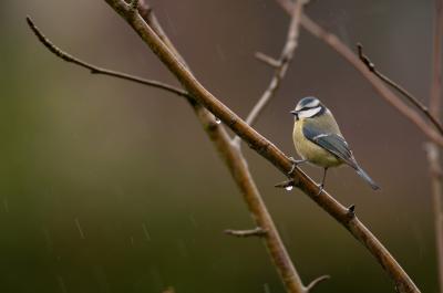 Blue tits (<i>Cyanistes caeruleus ogliastrae</i>) (2 of 2)