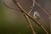 Blue tits (<i>Cyanistes caeruleus ogliastrae</i>) (2 of 2)
