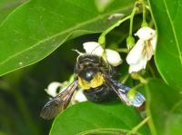 Bee Fly