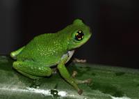 <i>Raochestes chalazodes</i>