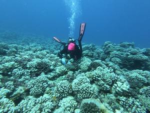 The deadly heat waves evolving coral reefs