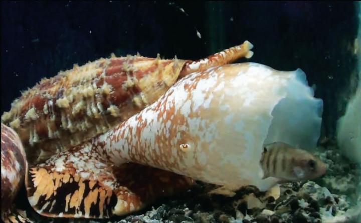 <i>Conus Geographus</i>