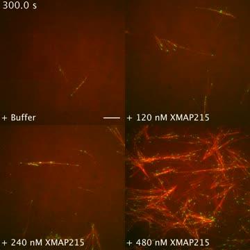 Fireworks of Life: Princeton's Sabine Petry Discovers Microtubule Nuculeation with XMAP215