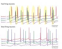 Presence and absence of loose synchronization in Purkinje neurons