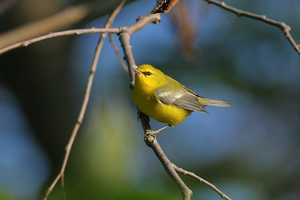 Blue-winged Warber