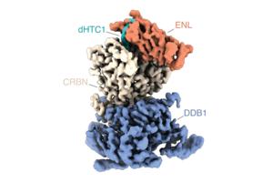 ENL degradation complex