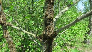 Hungry caterpillars