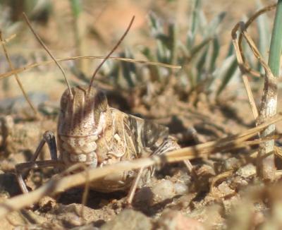 Locusts Seem to Swarm for Low-Protein Crops (6 of 8) | EurekAlert!