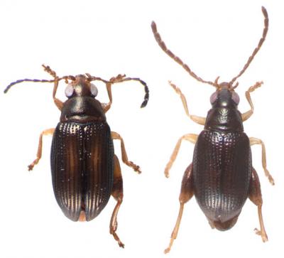 <I>Arsipoda geographica</I> and <I>Arsipoda rostrata</I>