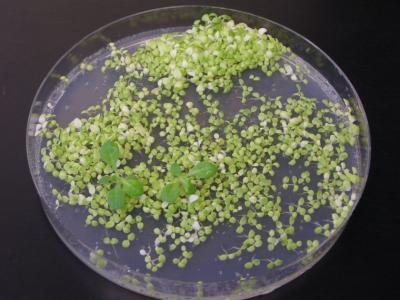 Chloroplast Genome