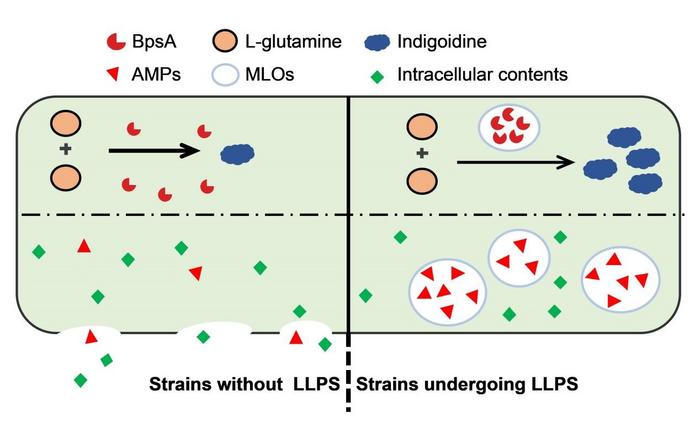 Engineered Membraneless Organelles Boost Bioproduction in Corynebacterium glutamicum