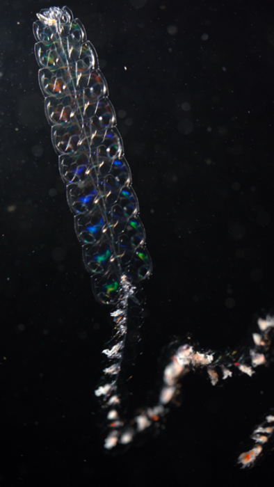 Pyrostephos vanhoeffeni, a siphonophore
