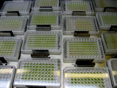 Fuel from Microalgae (2 of 2)