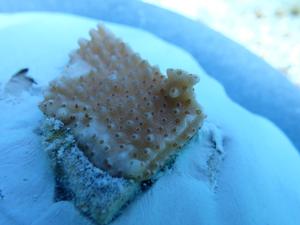 Scientists deploy experimental elkhorn corals to Dry Tortugas to test introduction of new genetic diversity