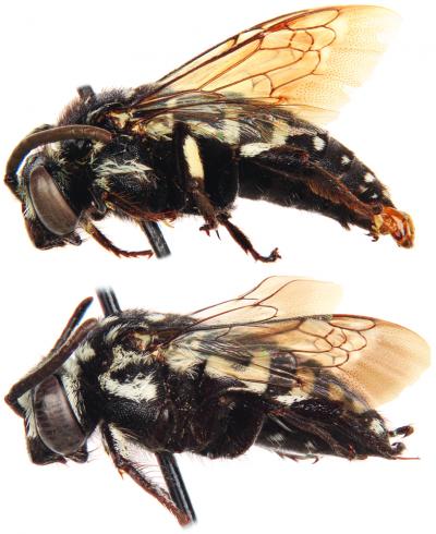 <i>Thyreus denolii</i>