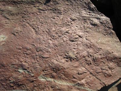 Rock with Tetrapod Trackways