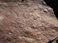 Rock with Tetrapod Trackways