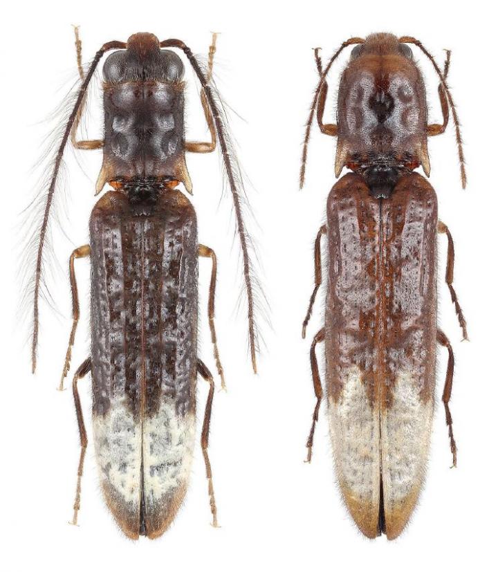 Male (left) and Female (right) Specimens