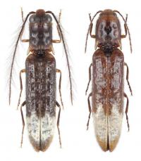 Male (left) and Female (right) Specimens